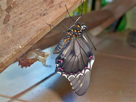 borboleta paraquai|Borboleta paraguaia